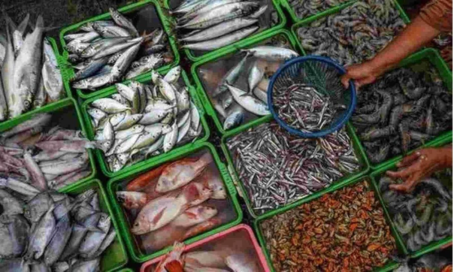 Fish Supply Chain