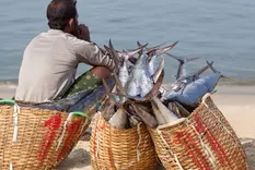 Fish supply