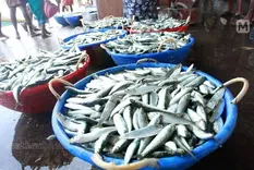 Fish supply