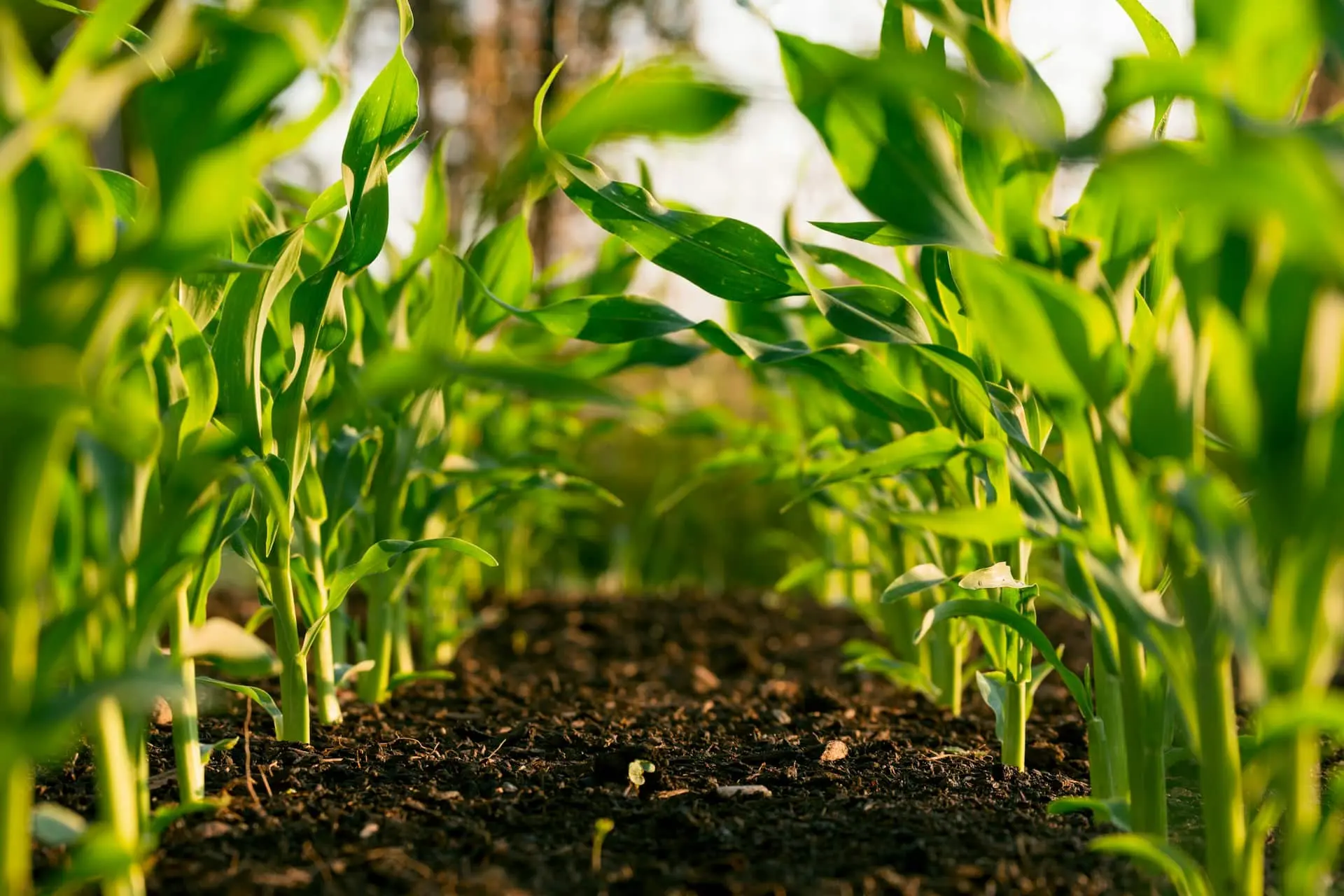 Agricultural Land Development