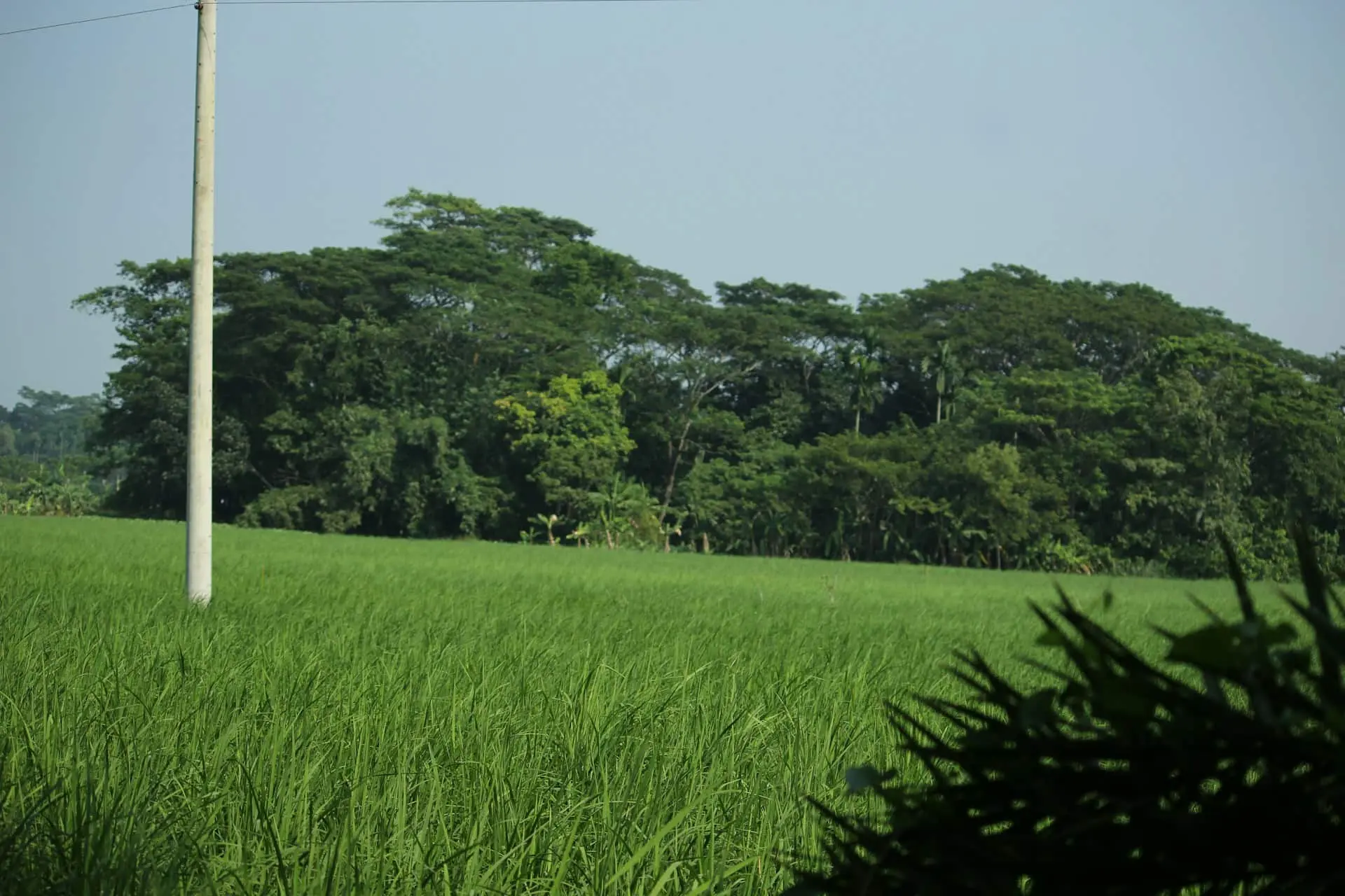 Crop Development & Plantation